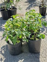 (6) Lewis Raspberry Plants