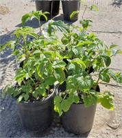 (6) Lewis Raspberry Plants