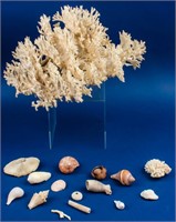 Large Coral and Asst Seashells