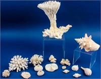 Unique Seashells & Coral
