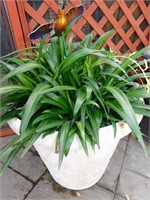 PLANTER WITH PLANT