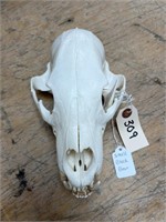 Small Black Bear Skull