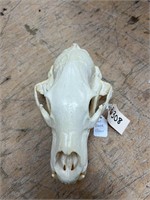 Medium Sized Black Bear Skull