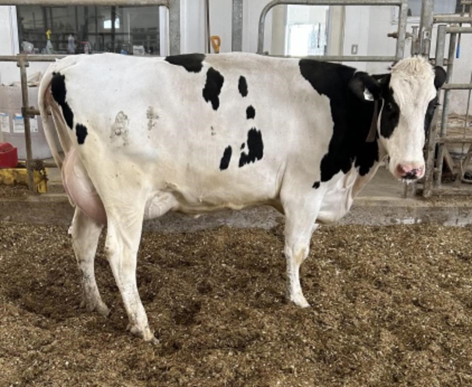 Walker Dairy Inc. - Monthly Auction - June 28, 2024