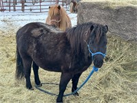 6 y/o Pony mare, exposed. Used in rides and Zoo