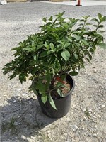 Berry White Hydrangea