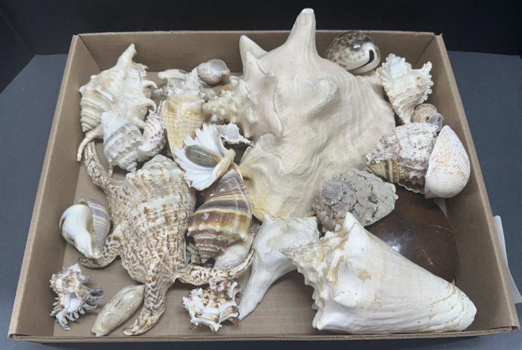 (AE) Mixed Lot of Real Sea Shells.
