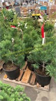 7 gallon white Pine (bidx5)