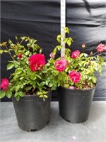18-in bangal rose and 18-in hybrid tea rose