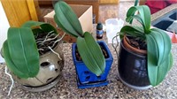 Three Orchid Plants