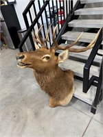 Elk Head Wall Mount