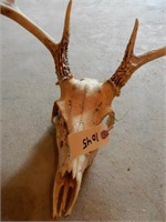 White Tail Deer Skull & Rack