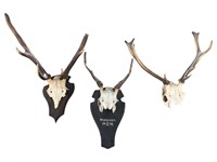 Set of 3 European Red Deer Antler Mounts