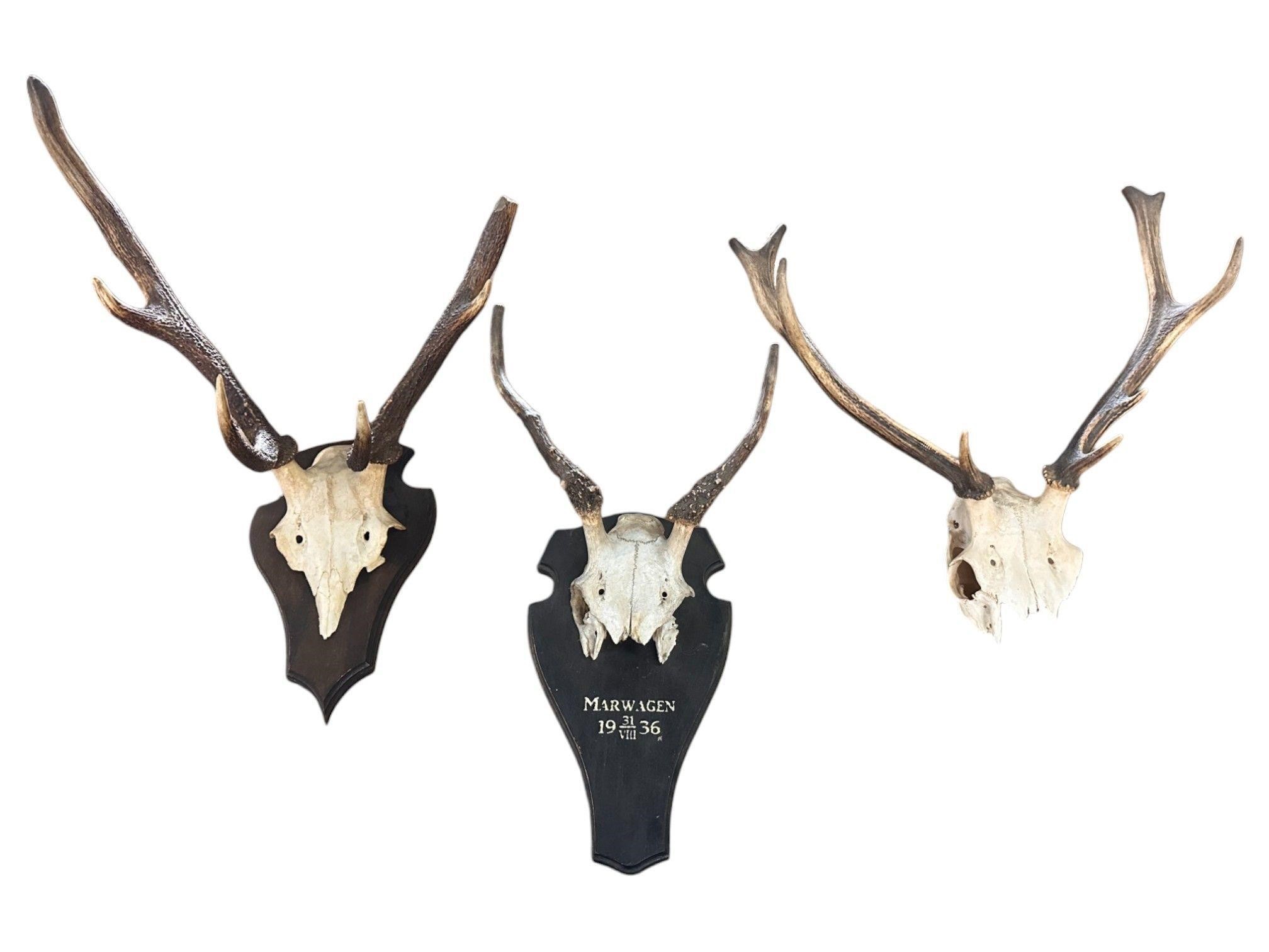 Set of 3 European Red Deer Antler Mounts