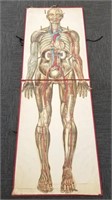 "Pilz Anatomical Manikin" No. 7741 - c. 1890's -