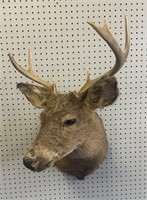 EIGHT POINT BUCK MOUNT