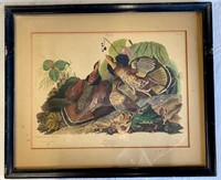 Framed Audubon Print "Ruffed Grouse"