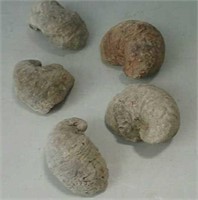 Fossilized seashells
