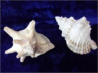 Wonderful Large Sea Shells