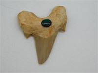ABALONE ADORNED SHARK TOOTH