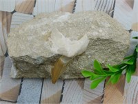 SHARK TOOTH IN MATRIX ROCK STONE LAPIDARY SPECIMEN