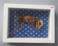 Piglet skeleton specimen, 8" x 6" frame.