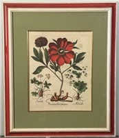 Large Framed Botanical Study Print