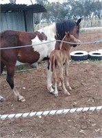 (SA): SAPPHIRE & BUCK - Paint Mare & Colt Foal