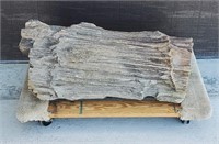 Big 28" Petrified Wood Tree Stump