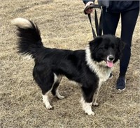 Female-Border Collie x Australian Shepherd-Intact