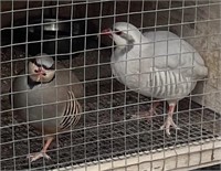 Pair- Chuckar Partridge - Silver & Regular