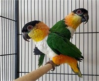 Pair-Black Headed Caique-Proven breeders