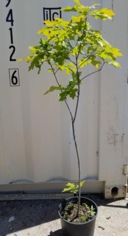 Pin oak 4 ft