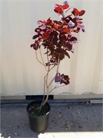 Almost 4 ft purple smoke bush