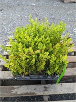 1 Flat of Green Mountain Boxwood