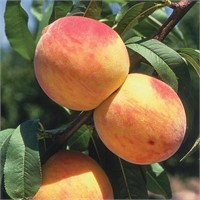 (100) 1/4" Reliance Peach Trees on Lovell