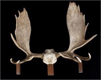 European Trophy Moose Rack Standing Mount