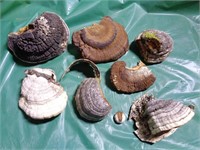 AMAZING SELECTION OF CONCHS