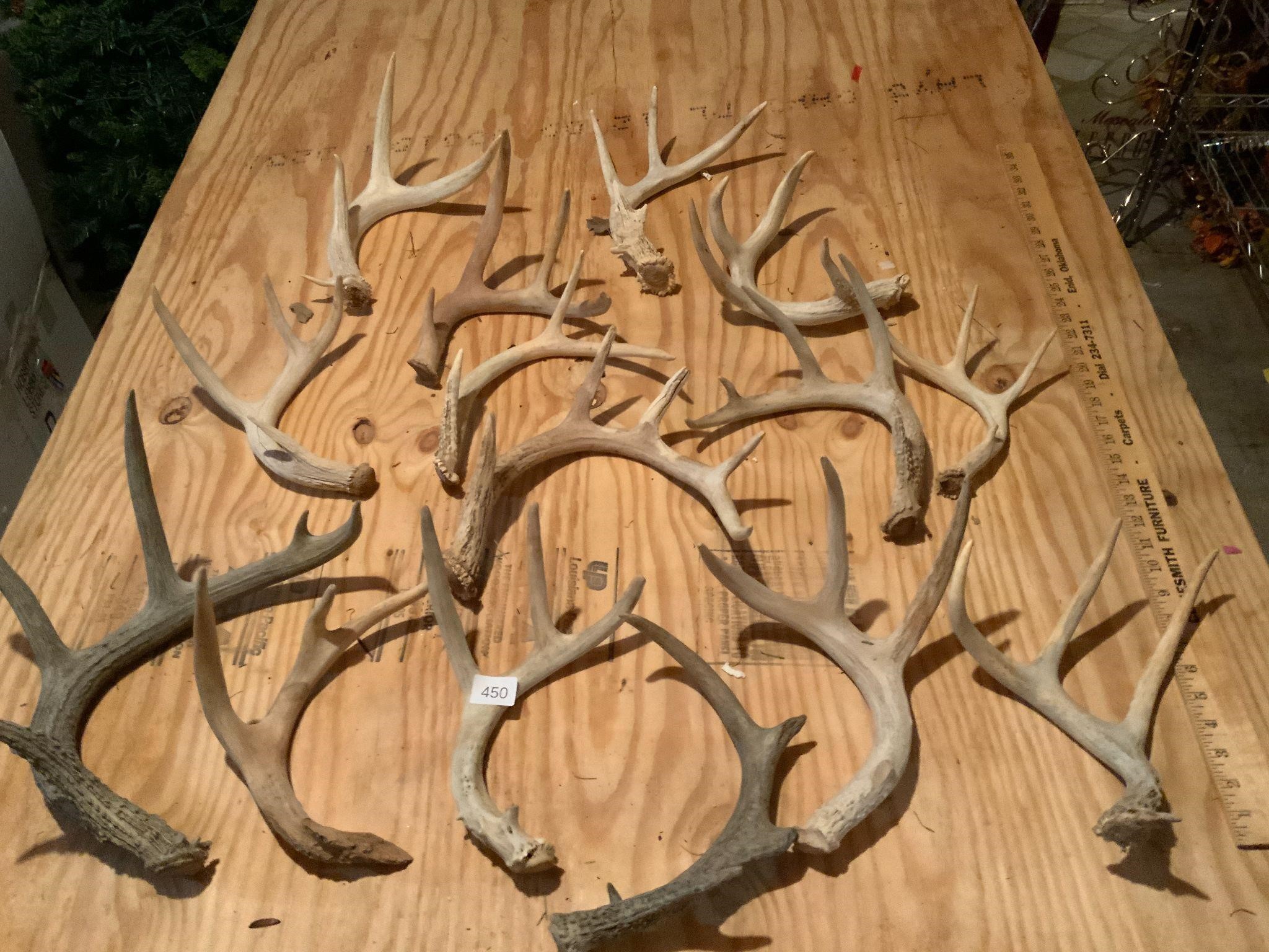 15 Deer Antler Sheds Various Sizes