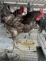 Young Jersey Giant Rooster