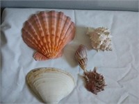 Large Lion's Paw & other Assorted Sea Shells