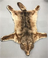 An impressive wolf pelt, double felt lined in exce