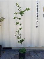 5 ft oregan White Oak