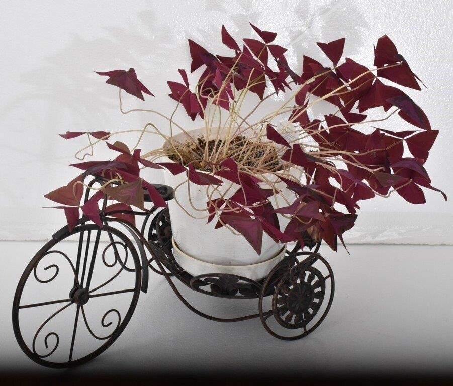 Tricycle Plant Stand with Purple Shamrock Plant