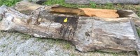 5 Very Large Red Oak Live Edge Slabs (see desc.)