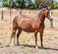 (VIC): CHATEAU GAY GWEENA - Welsh B Mare