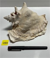 Decorative Conch Shell