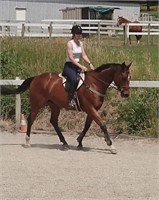 (VIC) REG - THOROUGHBRED GELDING