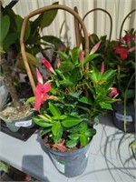 Mandevilla/Dipladenia