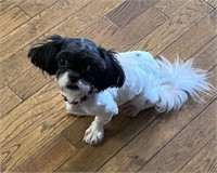 Female-Shihtzu- Intact, 10 months